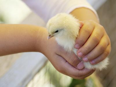 Salmonella outbreak has been linked to a New Mexico Hatchery