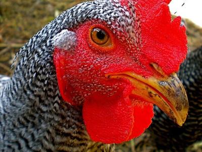 Chicken
