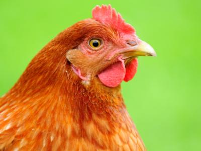 Live Poultry