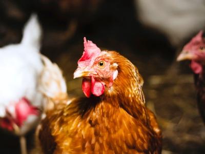 Chicken