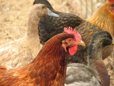 Chickens and ducks