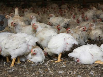 Chicken barn