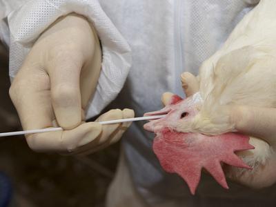 Oropharyngeal swab in chicken