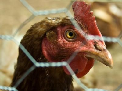 Close-up of chicken in pen