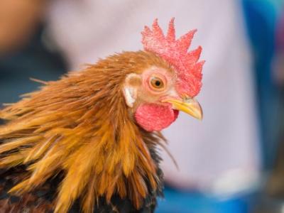 Chicken