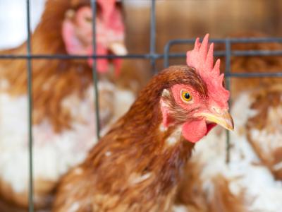 Chicken