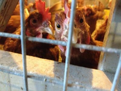 Chicken closeup