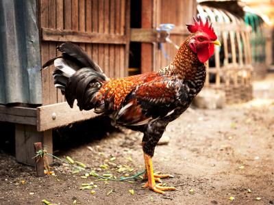 Rooster at live-bird market