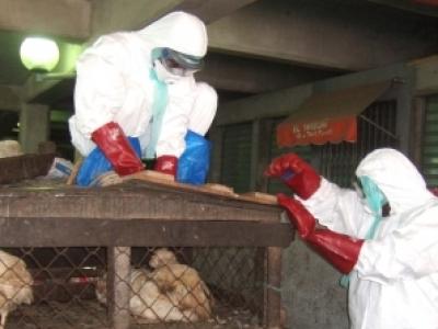 Chicken culling