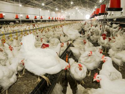 Chicken farm
