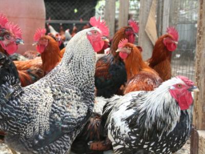 Farm chickens