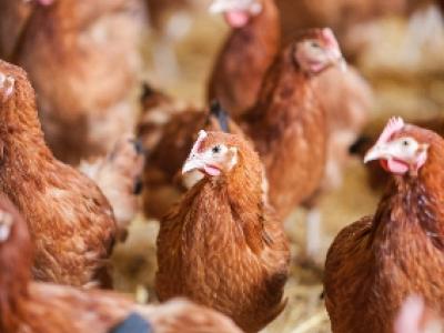 Chicken farm