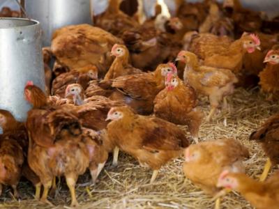 Chicken farm