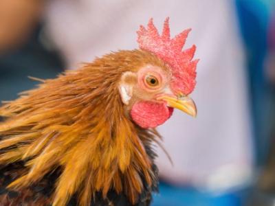 Chicken