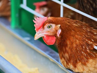 Chicken in cage