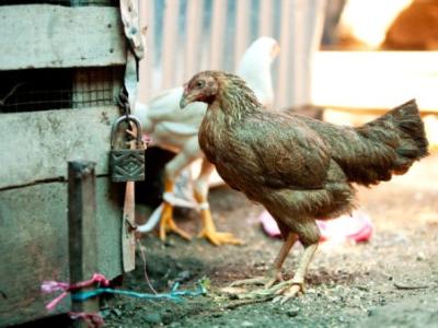 Chicken in market