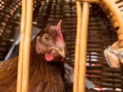 Chicken in wicker cage