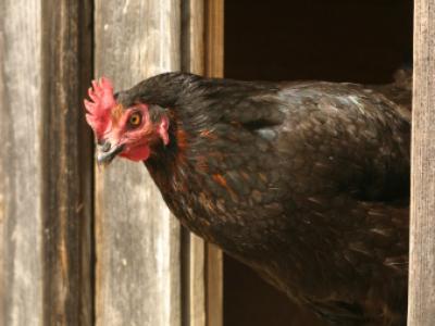 Chicken in window