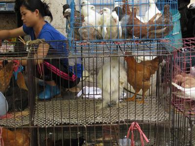 Chicken market