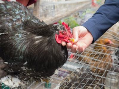 Inspecting market chicken