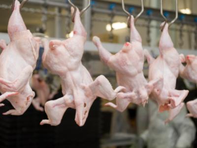 Chicken inspection line