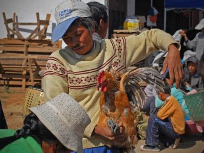 Chicken selling