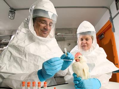 Chicken throat swab