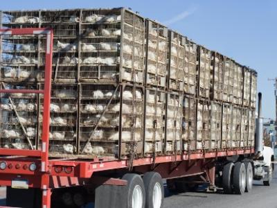 Chicken truck
