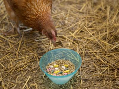 Chicken and feed