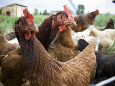 Farm chickens