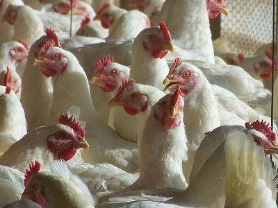 Chickens in barn