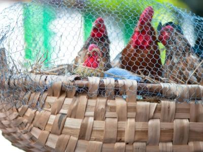 Chickens in basket cage