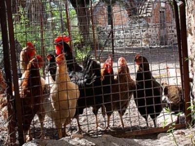 Chickens in Greece