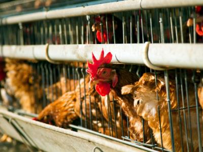 chickens in henhouse