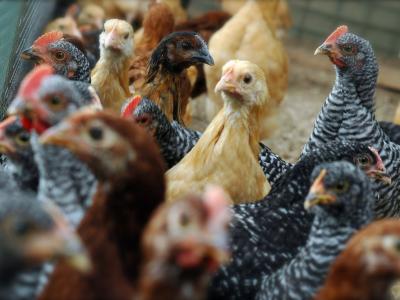 Chickens in pen