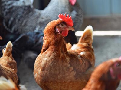 Farm chickens