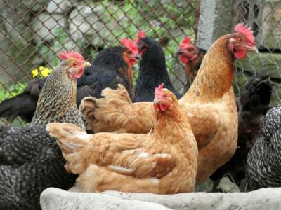 Chickens on farm