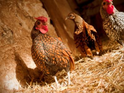 Farm chickens