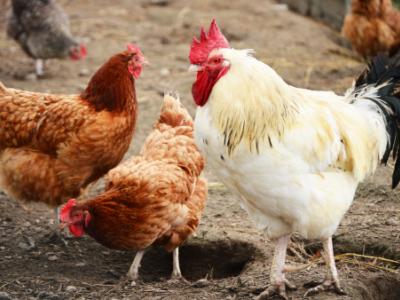 Free-range chickens