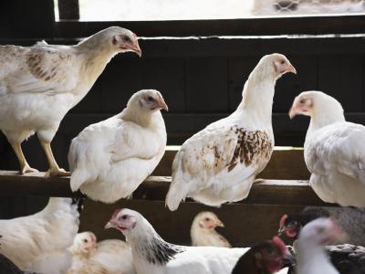 Roosting chickens
