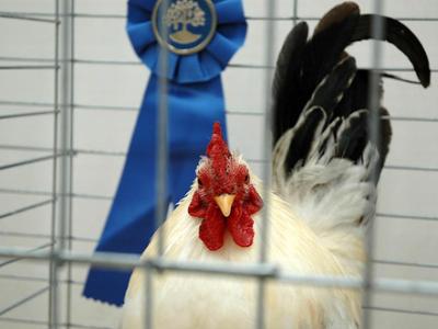 Chicken at fair