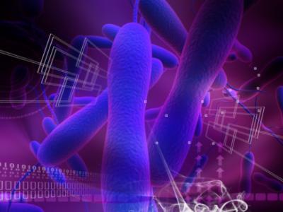 Cholera bacteria