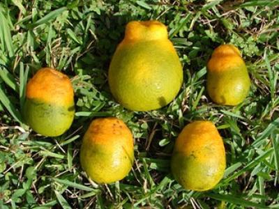 Citrus greening in oranges