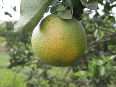 Citrus greening disease