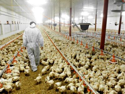 commercial poultry