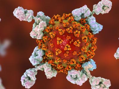 COVID-19 antibodies