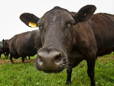 Cow closeup
