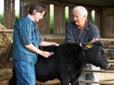 Cow veterinarian and farmer