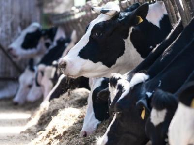 Cows feeding