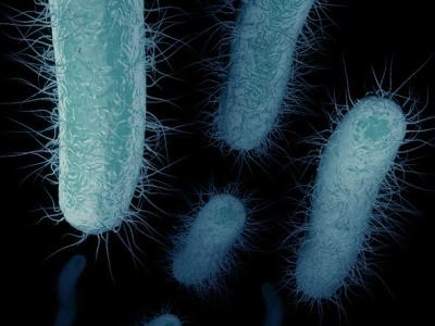 carbapenem-resistant Enterobacteriaceae
